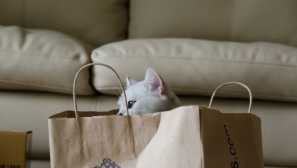 Mačke imajo tudi poklice: ugotovite, kdo je vaše najljubše